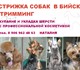 Свежее фото Стрижка собак Стрижка собак Бийск 318090 в Москве Изображение в Домашние животные Стрижка собак Cтрижка собак в Бийске, тримминг, купание в Москве 0