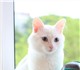 Забавные (смешные) фото Иностранная Белая Отдадим прекрасного кота в добрые руки! 4225086 Иностранная Белая фото в Новосибирске