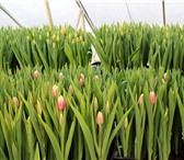 Foto в Домашние животные Растения Осуществляем оптовые поставки свежих тюльпанов в Новосибирске 18